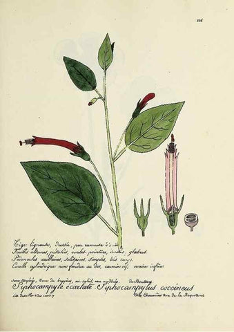 Reproducción/Reproduction 49501584052: Flore universelle. Saint-Denis :Au Bureau et chez Meilhac :[1848]-[1849]. 