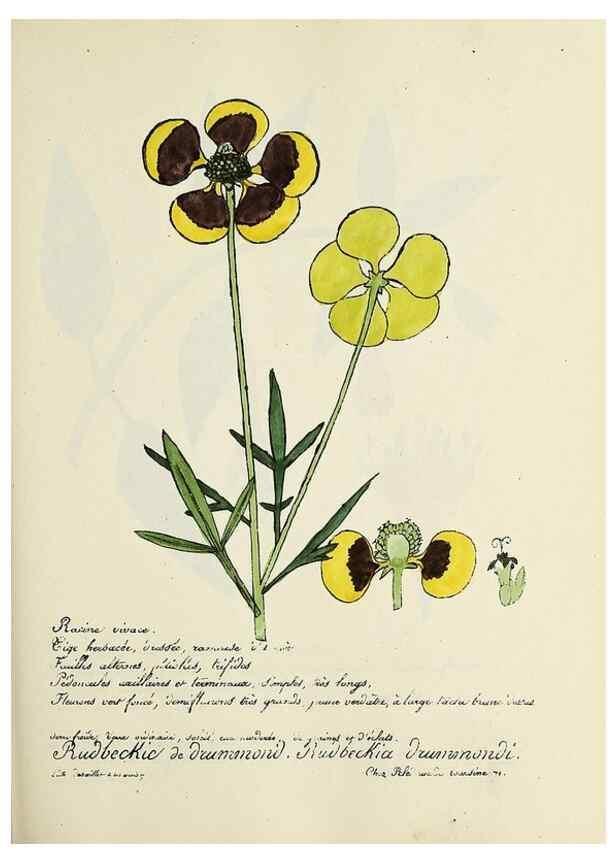 Reproducción/Reproduction 49500856093: Flore universelle. Saint-Denis :Au Bureau et chez Meilhac :[1848]-[1849]. 