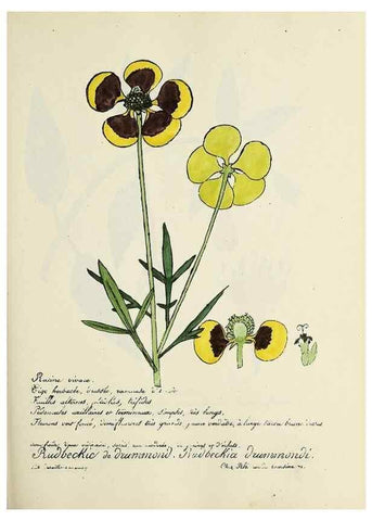 Reproducción/Reproduction 49500856093: Flore universelle. Saint-Denis :Au Bureau et chez Meilhac :[1848]-[1849]. 