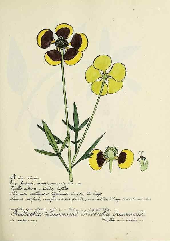 Reproducción/Reproduction 49500856093: Flore universelle. Saint-Denis :Au Bureau et chez Meilhac :[1848]-[1849]. 