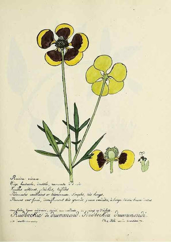 Reproducción/Reproduction 49500856093: Flore universelle. Saint-Denis :Au Bureau et chez Meilhac :[1848]-[1849]. 