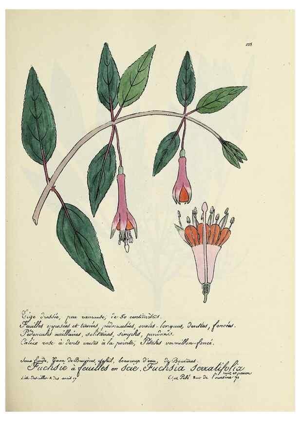 Reproducción/Reproduction 49501360771: Flore universelle. Saint-Denis :Au Bureau et chez Meilhac :[1848]-[1849]. 