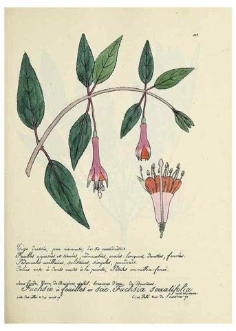 Reproducción/Reproduction 49501360771: Flore universelle. Saint-Denis :Au Bureau et chez Meilhac :[1848]-[1849]. 