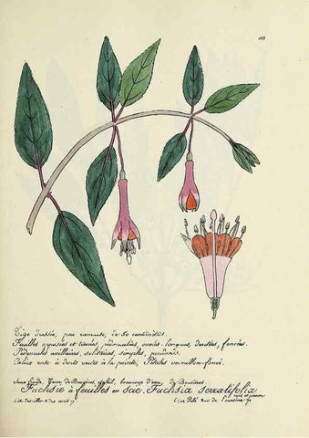 Reproducción/Reproduction 49501360771: Flore universelle. Saint-Denis :Au Bureau et chez Meilhac :[1848]-[1849]. 