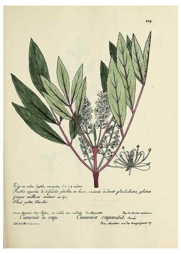 Reproducción/Reproduction 49501361066: Flore universelle. Saint-Denis :Au Bureau et chez Meilhac :[1848]-[1849]. 