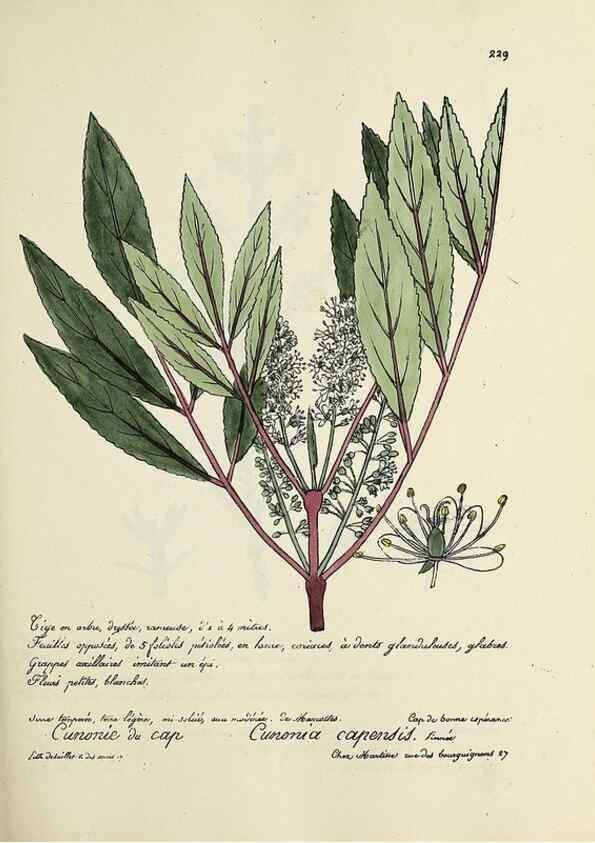 Reproducción/Reproduction 49501361066: Flore universelle. Saint-Denis :Au Bureau et chez Meilhac :[1848]-[1849]. 