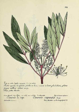 Reproducción/Reproduction 49501361066: Flore universelle. Saint-Denis :Au Bureau et chez Meilhac :[1848]-[1849]. 