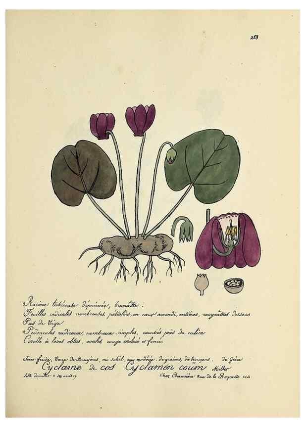 Reproducción/Reproduction 49501368981: Flore universelle. Saint-Denis :Au Bureau et chez Meilhac :[1848]-[1849]. 