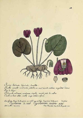 Reproducción/Reproduction 49501368981: Flore universelle. Saint-Denis :Au Bureau et chez Meilhac :[1848]-[1849]. 