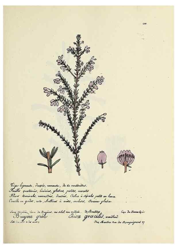 Reproducción/Reproduction 49501361326: Flore universelle. Saint-Denis :Au Bureau et chez Meilhac :[1848]-[1849]. 