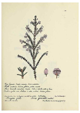Reproducción/Reproduction 49501361326: Flore universelle. Saint-Denis :Au Bureau et chez Meilhac :[1848]-[1849]. 