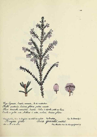 Reproducción/Reproduction 49501361326: Flore universelle. Saint-Denis :Au Bureau et chez Meilhac :[1848]-[1849]. 