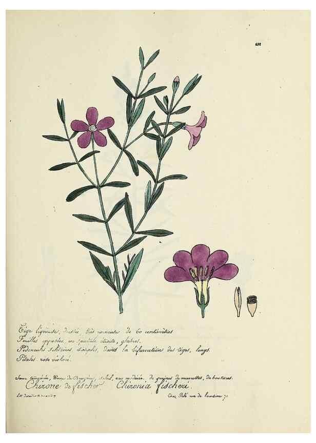 Reproducción/Reproduction 49501361766: Flore universelle. Saint-Denis :Au Bureau et chez Meilhac :[1848]-[1849]. 