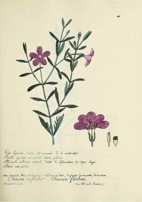 Reproducción/Reproduction 49501361766: Flore universelle. Saint-Denis :Au Bureau et chez Meilhac :[1848]-[1849]. 