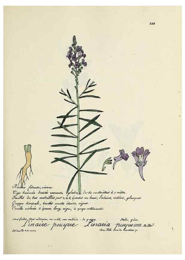 Reproducción/Reproduction 49500857548: Flore universelle. Saint-Denis :Au Bureau et chez Meilhac :[1848]-[1849]. 