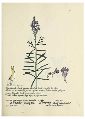Reproducción/Reproduction 49500857548: Flore universelle. Saint-Denis :Au Bureau et chez Meilhac :[1848]-[1849]. 