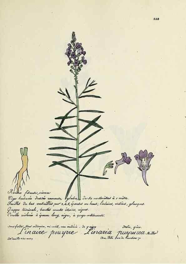Reproducción/Reproduction 49500857548: Flore universelle. Saint-Denis :Au Bureau et chez Meilhac :[1848]-[1849]. 