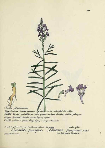Reproducción/Reproduction 49500857548: Flore universelle. Saint-Denis :Au Bureau et chez Meilhac :[1848]-[1849]. 