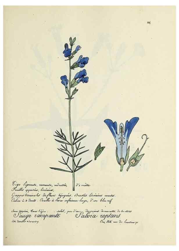 Reproducción/Reproduction 49501362361: Flore universelle. Saint-Denis :Au Bureau et chez Meilhac :[1848]-[1849]. 