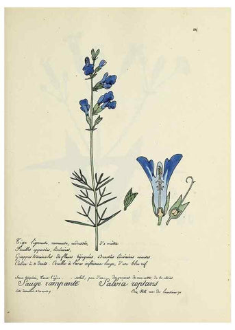 Reproducción/Reproduction 49501362361: Flore universelle. Saint-Denis :Au Bureau et chez Meilhac :[1848]-[1849]. 