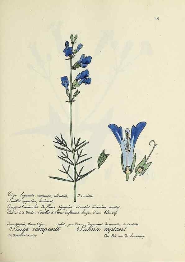 Reproducción/Reproduction 49501362361: Flore universelle. Saint-Denis :Au Bureau et chez Meilhac :[1848]-[1849]. 