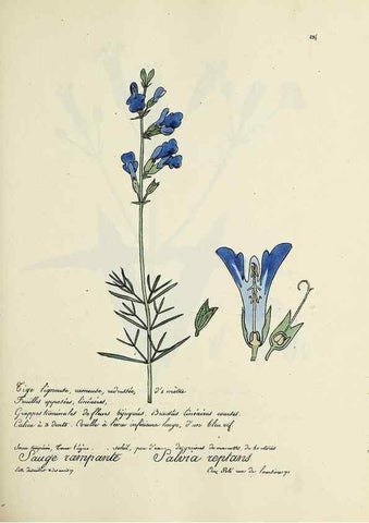 Reproducción/Reproduction 49501362361: Flore universelle. Saint-Denis :Au Bureau et chez Meilhac :[1848]-[1849]. 