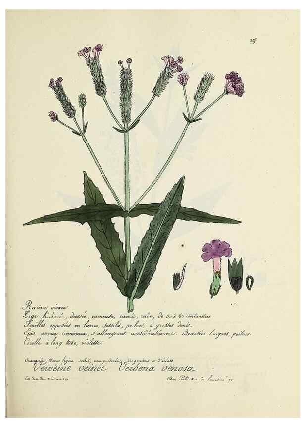 Reproducción/Reproduction 49500858208: Flore universelle. Saint-Denis :Au Bureau et chez Meilhac :[1848]-[1849]. 
