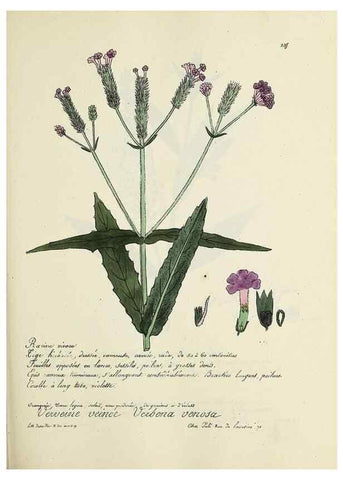 Reproducción/Reproduction 49500858208: Flore universelle. Saint-Denis :Au Bureau et chez Meilhac :[1848]-[1849]. 