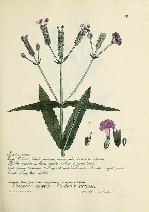 Reproducción/Reproduction 49500858208: Flore universelle. Saint-Denis :Au Bureau et chez Meilhac :[1848]-[1849]. 