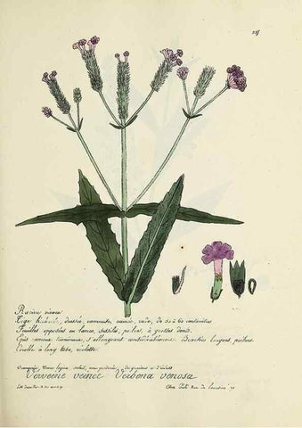 Reproducción/Reproduction 49500858208: Flore universelle. Saint-Denis :Au Bureau et chez Meilhac :[1848]-[1849]. 