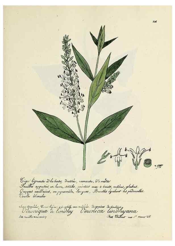 Reproducción/Reproduction 49501586707: Flore universelle. Saint-Denis :Au Bureau et chez Meilhac :[1848]-[1849]. 