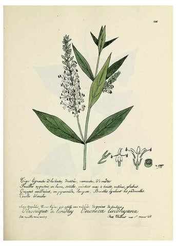 Reproducción/Reproduction 49501586707: Flore universelle. Saint-Denis :Au Bureau et chez Meilhac :[1848]-[1849]. 