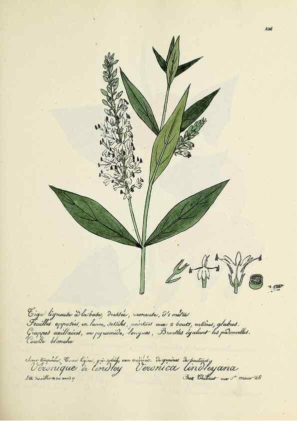 Reproducción/Reproduction 49501586707: Flore universelle. Saint-Denis :Au Bureau et chez Meilhac :[1848]-[1849]. 