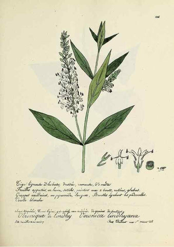 Reproducción/Reproduction 49501586707: Flore universelle. Saint-Denis :Au Bureau et chez Meilhac :[1848]-[1849]. 