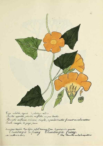 Reproducción/Reproduction 49501587022: Flore universelle. Saint-Denis :Au Bureau et chez Meilhac :[1848]-[1849]. 