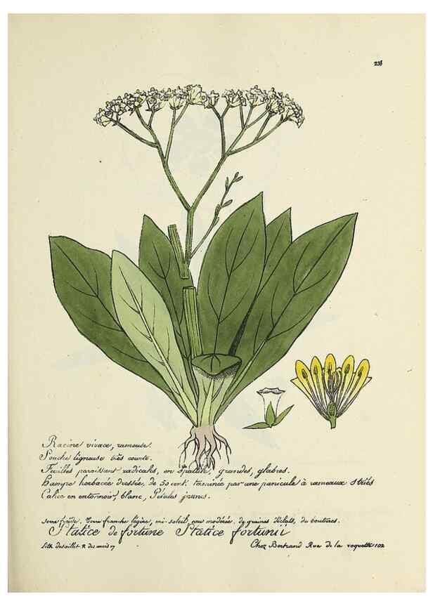 Reproducción/Reproduction 49500859023: Flore universelle. Saint-Denis :Au Bureau et chez Meilhac :[1848]-[1849]. 