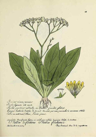 Reproducción/Reproduction 49500859023: Flore universelle. Saint-Denis :Au Bureau et chez Meilhac :[1848]-[1849]. 