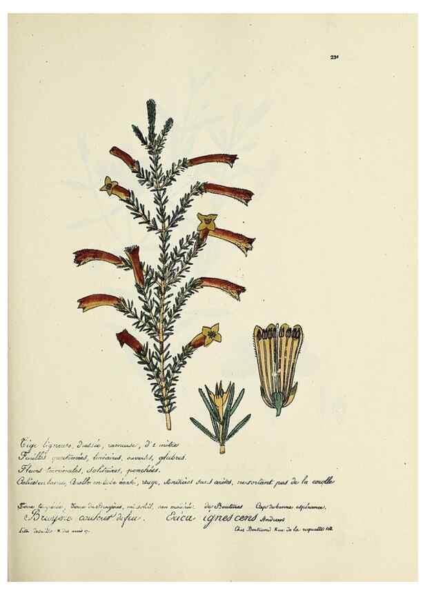 Reproducción/Reproduction 49501361546: Flore universelle. Saint-Denis :Au Bureau et chez Meilhac :[1848]-[1849]. 