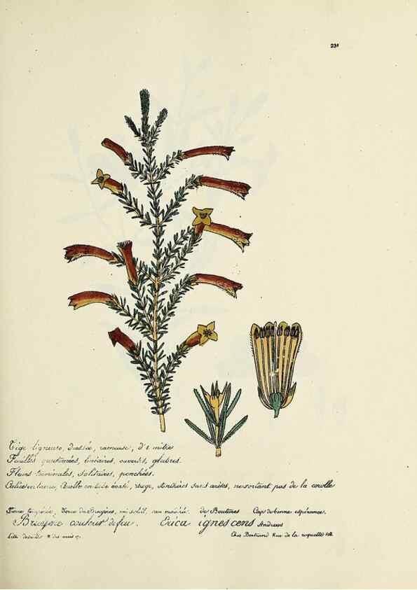 Reproducción/Reproduction 49501361546: Flore universelle. Saint-Denis :Au Bureau et chez Meilhac :[1848]-[1849]. 