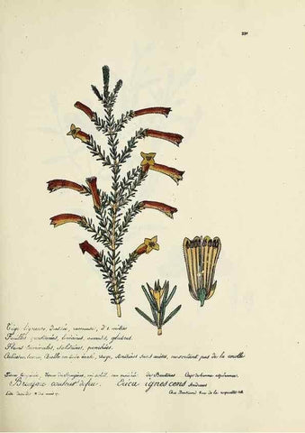 Reproducción/Reproduction 49501361546: Flore universelle. Saint-Denis :Au Bureau et chez Meilhac :[1848]-[1849]. 