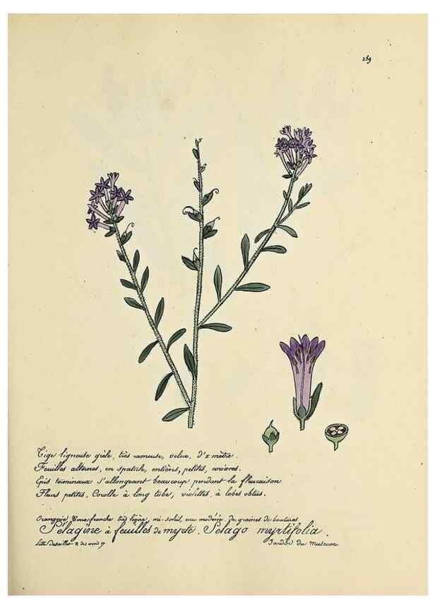 Reproducción/Reproduction 49501369206: Flore universelle. Saint-Denis :Au Bureau et chez Meilhac :[1848]-[1849]. 