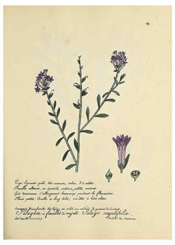 Reproducción/Reproduction 49501369206: Flore universelle. Saint-Denis :Au Bureau et chez Meilhac :[1848]-[1849]. 