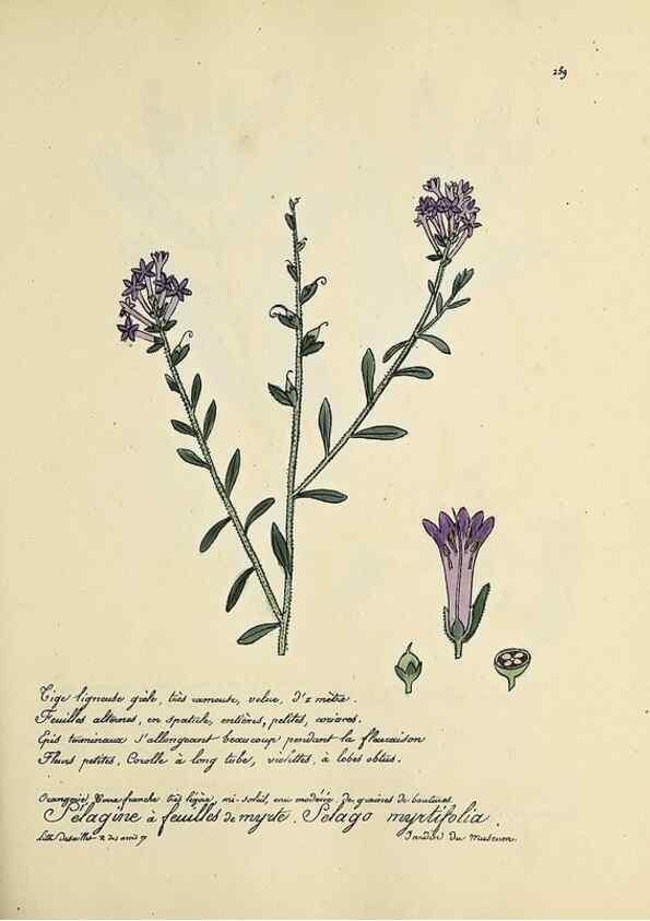 Reproducción/Reproduction 49501369206: Flore universelle. Saint-Denis :Au Bureau et chez Meilhac :[1848]-[1849]. 
