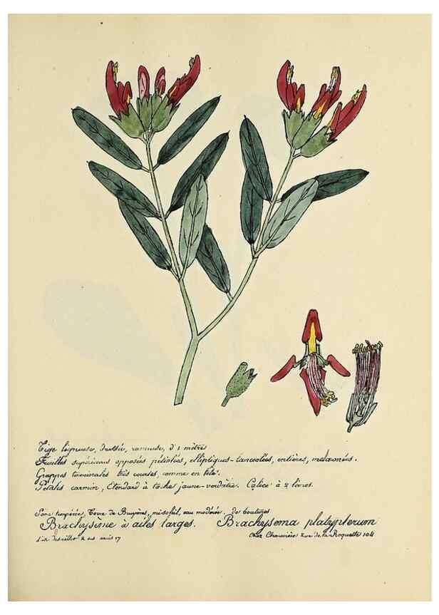 Reproducción/Reproduction 49501369576: Flore universelle. Saint-Denis :Au Bureau et chez Meilhac :[1848]-[1849]. 