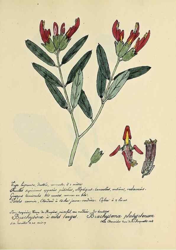 Reproducción/Reproduction 49501369576: Flore universelle. Saint-Denis :Au Bureau et chez Meilhac :[1848]-[1849]. 