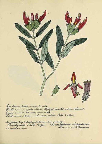 Reproducción/Reproduction 49501369576: Flore universelle. Saint-Denis :Au Bureau et chez Meilhac :[1848]-[1849]. 