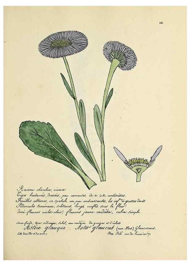 Reproducción/Reproduction 49500865503: Flore universelle. Saint-Denis :Au Bureau et chez Meilhac :[1848]-[1849]. 
