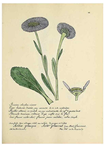 Reproducción/Reproduction 49500865503: Flore universelle. Saint-Denis :Au Bureau et chez Meilhac :[1848]-[1849]. 