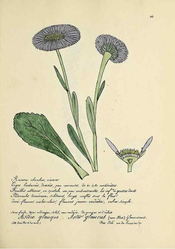 Reproducción/Reproduction 49500865503: Flore universelle. Saint-Denis :Au Bureau et chez Meilhac :[1848]-[1849]. 