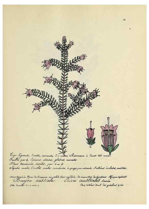 Reproducción/Reproduction 49501602467: Flore universelle. Saint-Denis :Au Bureau et chez Meilhac :[1848]-[1849]. 